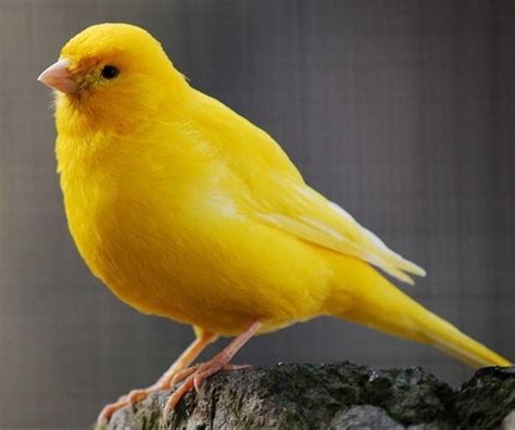 One is singing. . Canary bird for sale